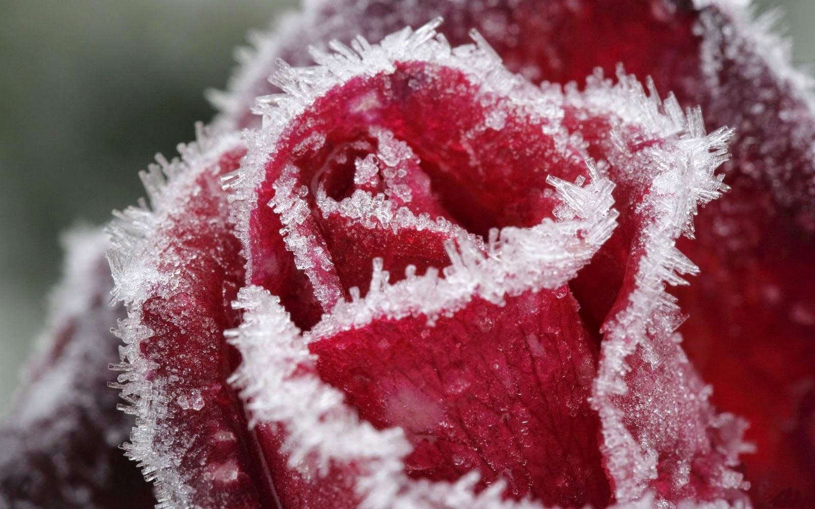 roses-in-the-snow
