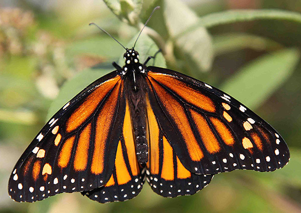 Butterfly Gardens