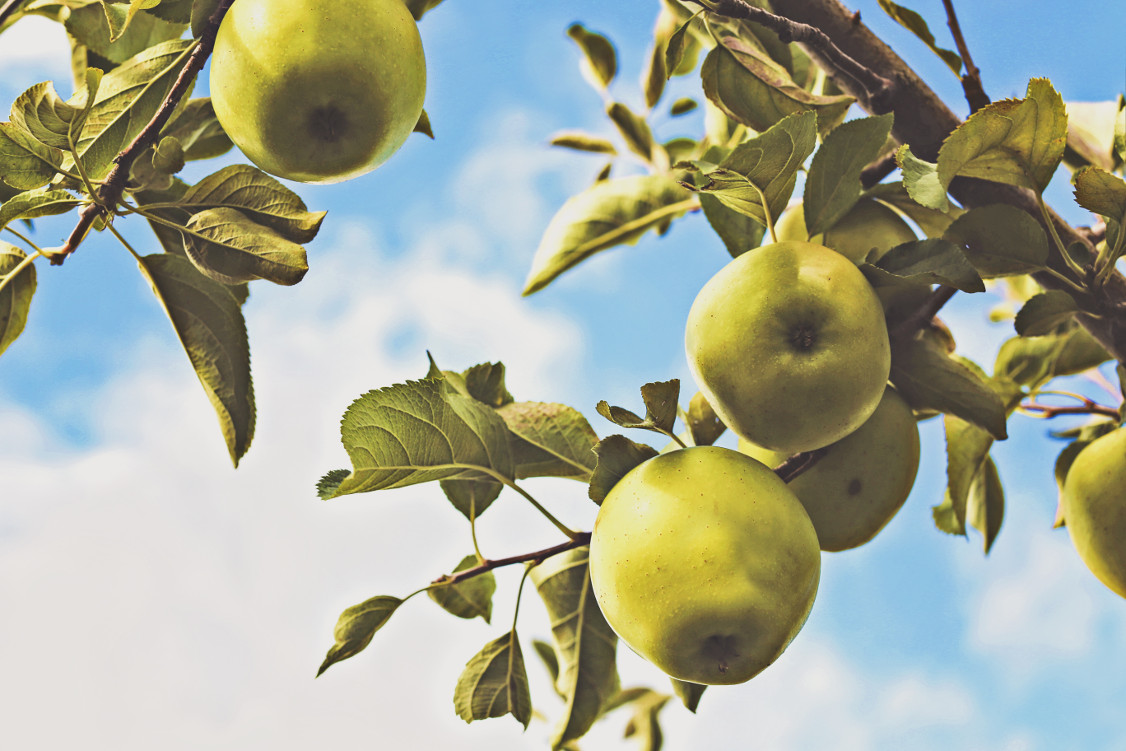 Apples Tree Producing Fruit