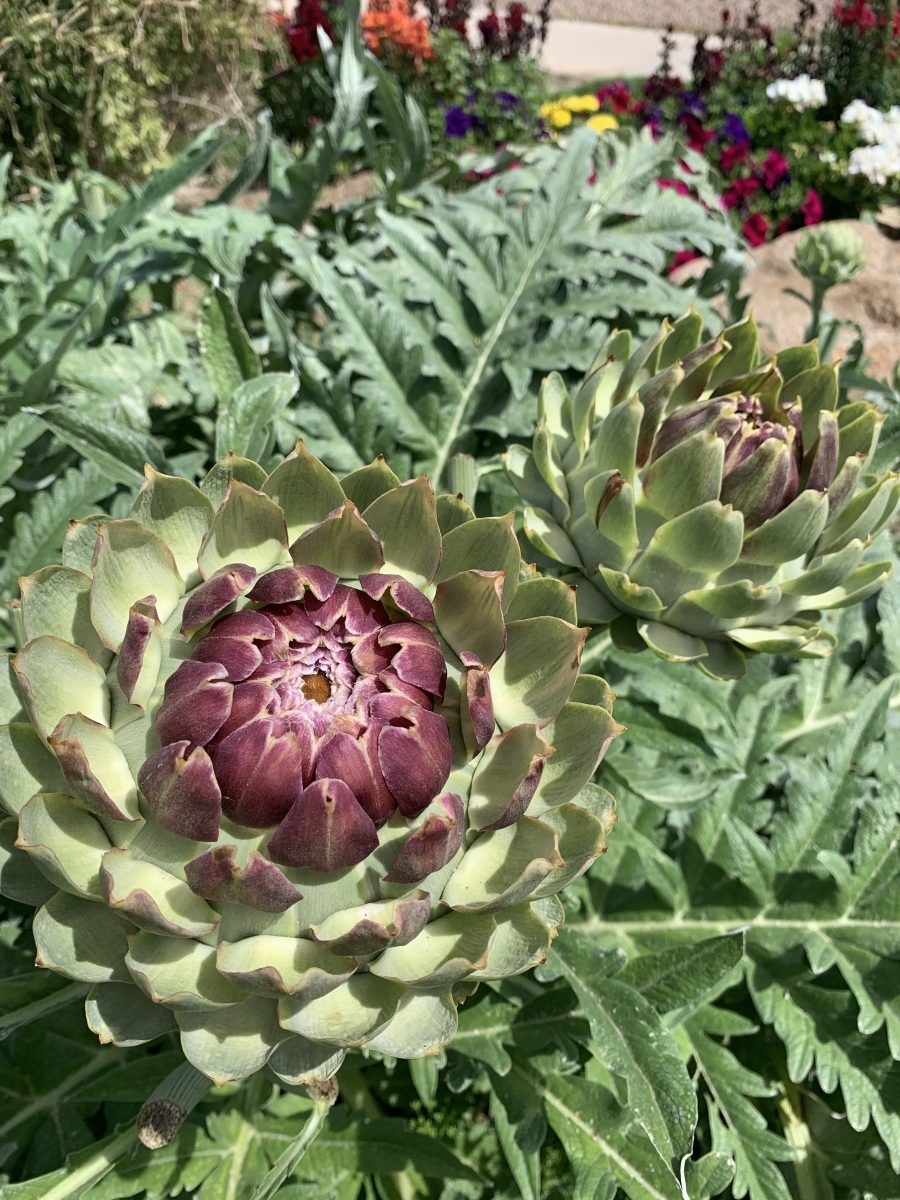 The Secret To Growing Great Artichokes | Agriscaping