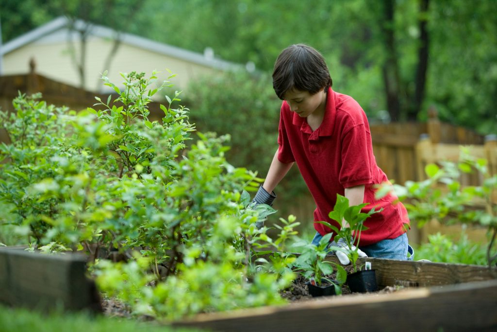 building and planting raised garden beds