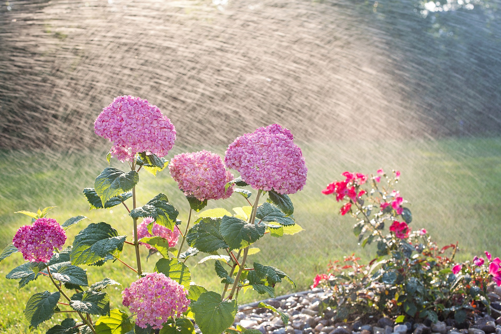 hydrangeas-4366894_1920