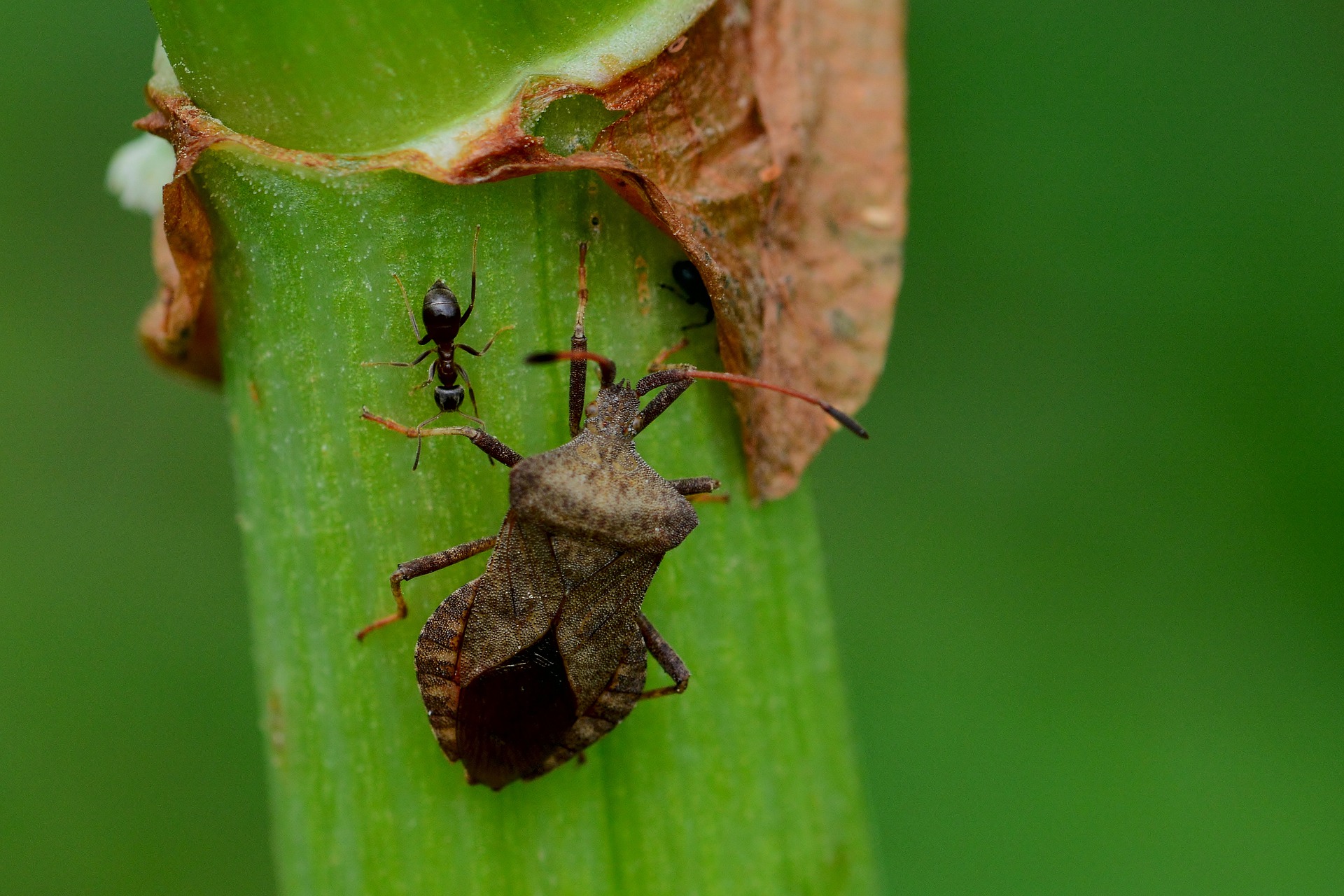 leaf-bug-4243972_1920