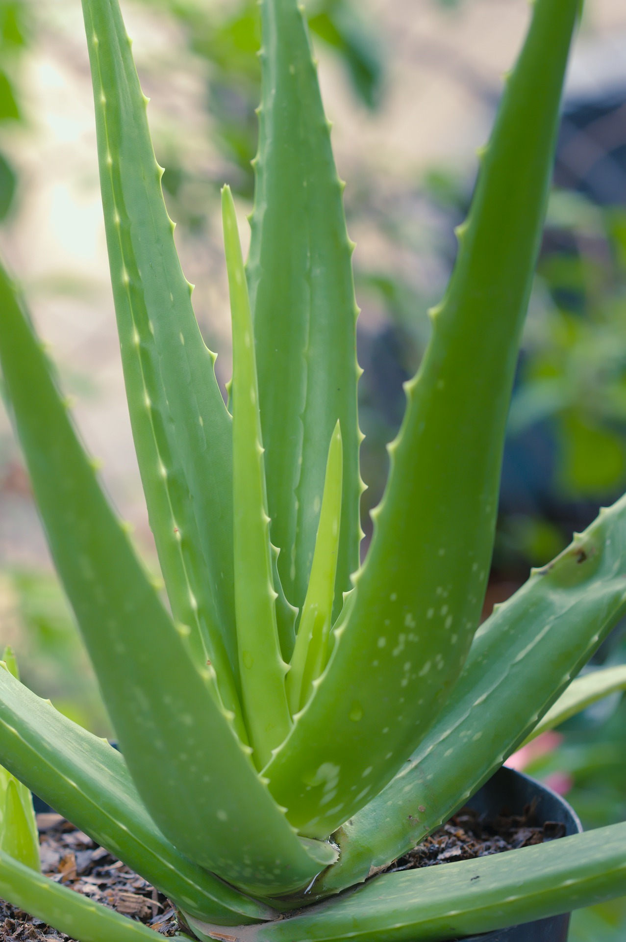 Aloe Plant In Desert