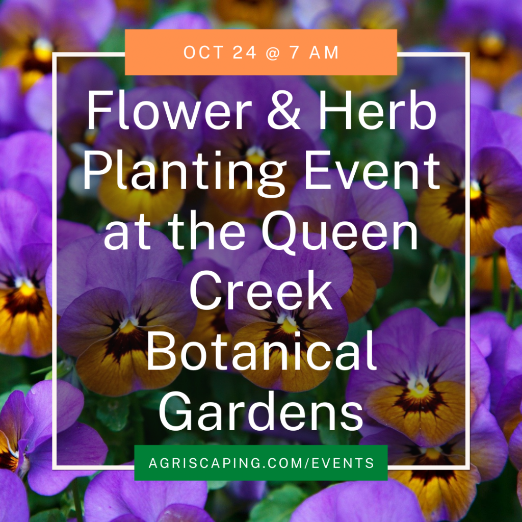 AZ Live Event Queen Creek Botanical Gardens Flower Planting Agriscaping