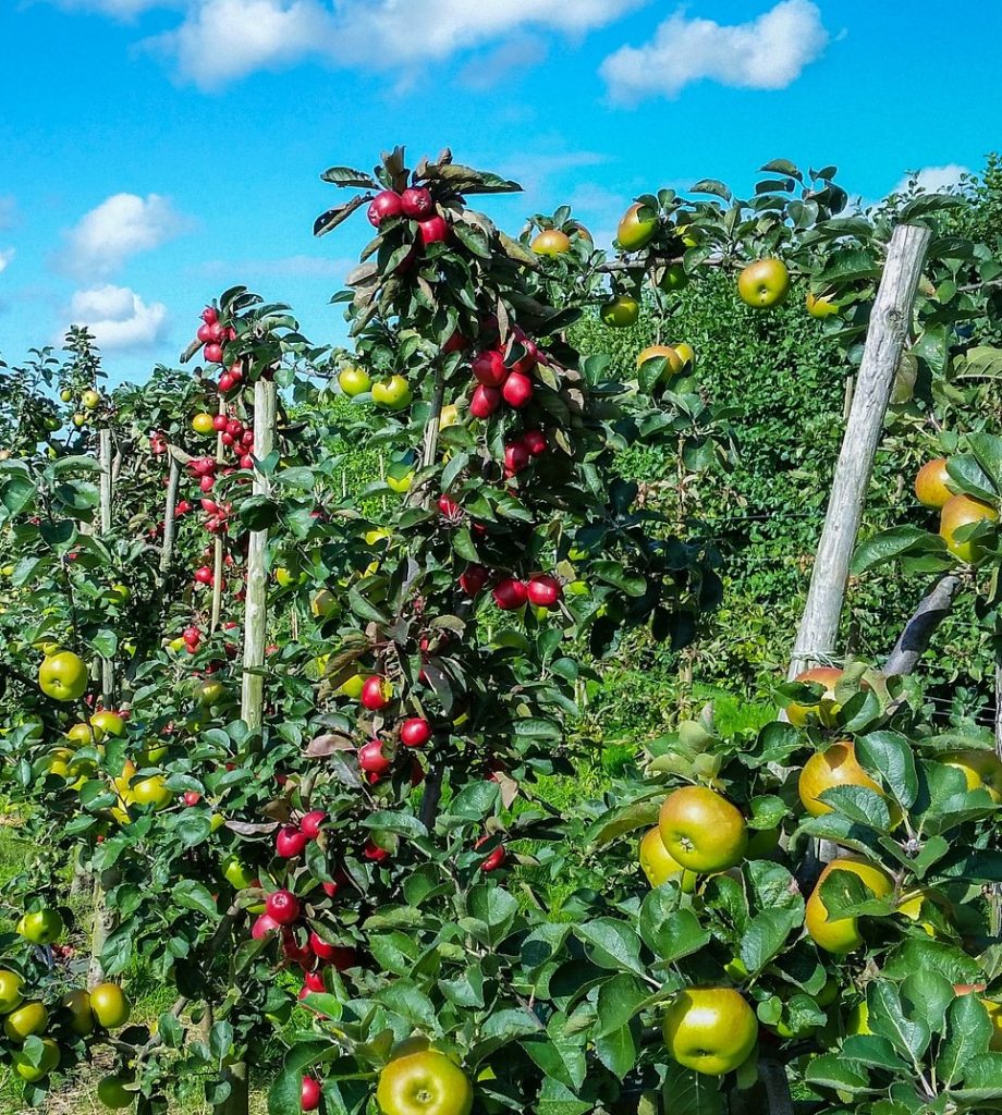 fruit trees