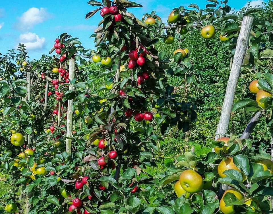 fruit trees