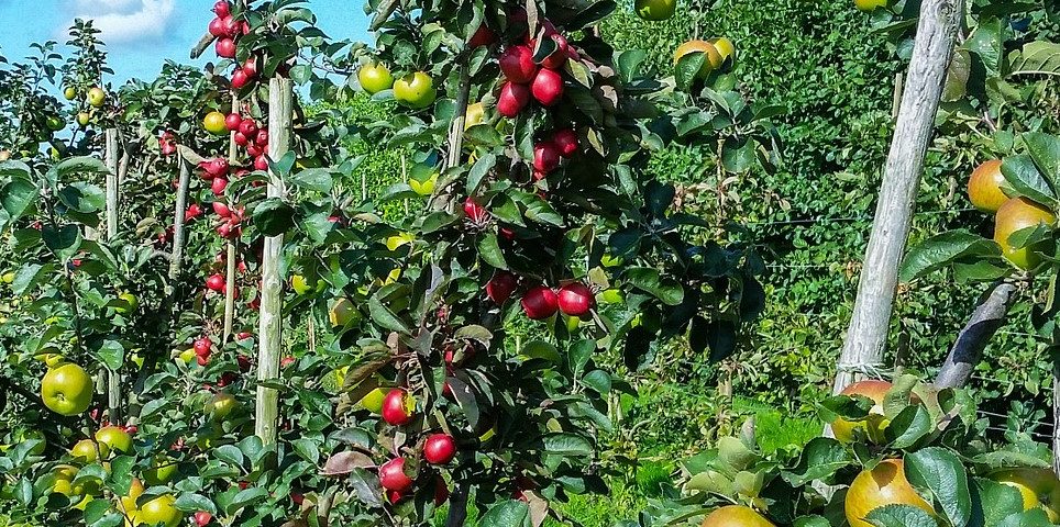 fruit trees