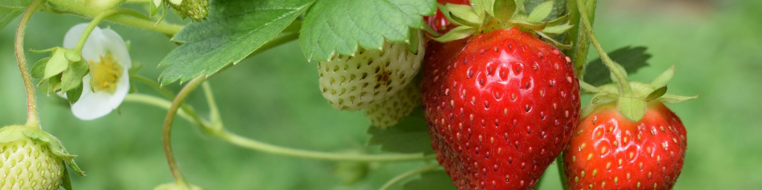 Growing Strawberries, use Straw to protect the fruit. Why we put Straw  around Strawberry plants? 