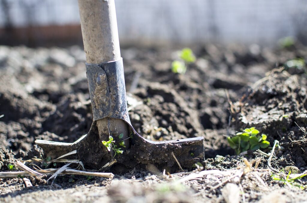 Planting the tree - How to Grow Fruit Trees in Arizona