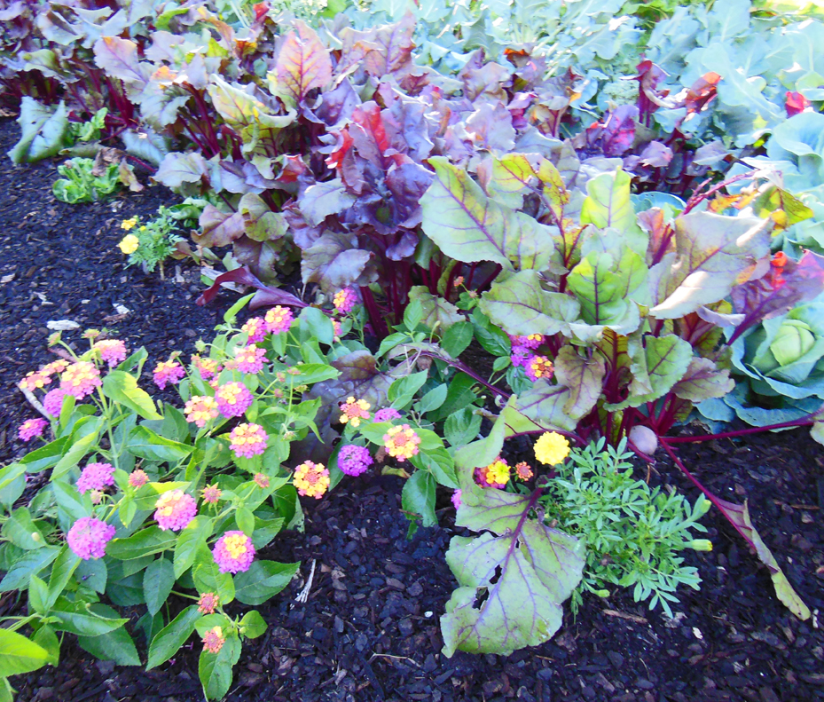 starting a fall garden mulch around vegetables