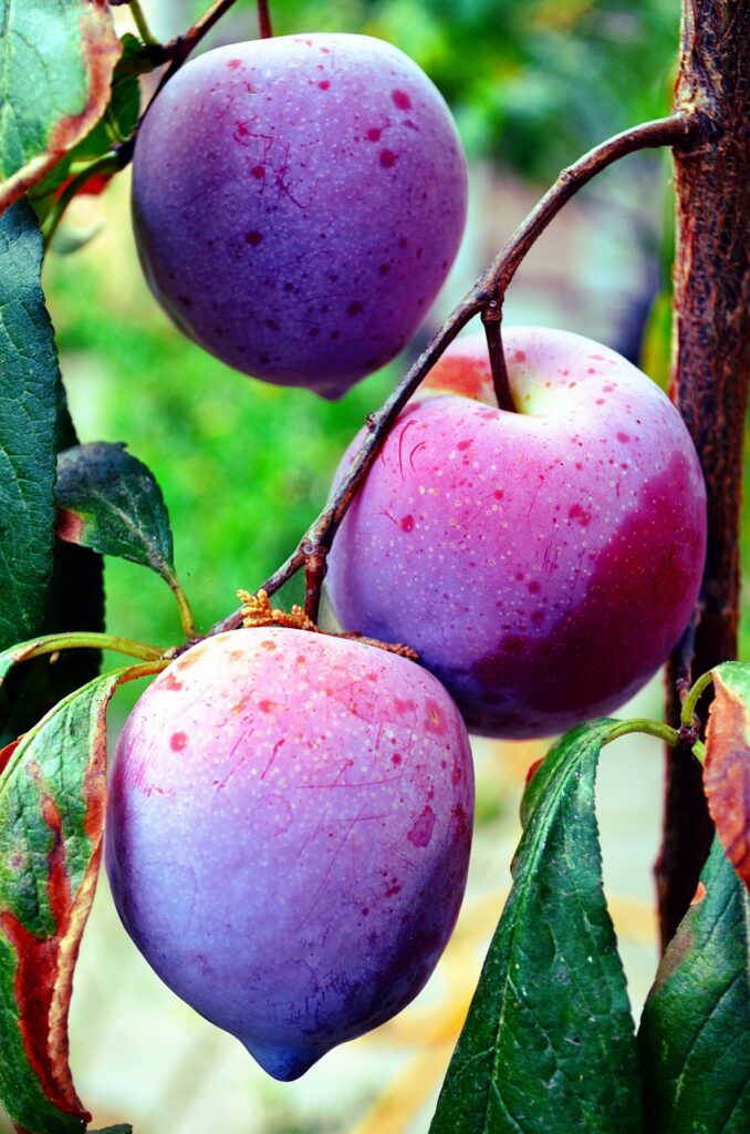 Plums - How to Grow Fruit Trees in Arizona