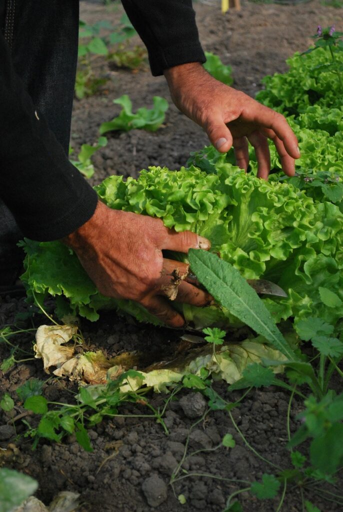 healing garden Vegetable Garden