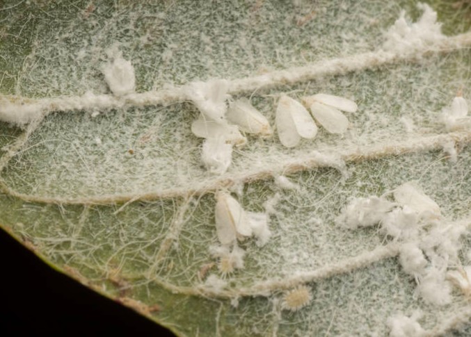 starting a fall garden white fly