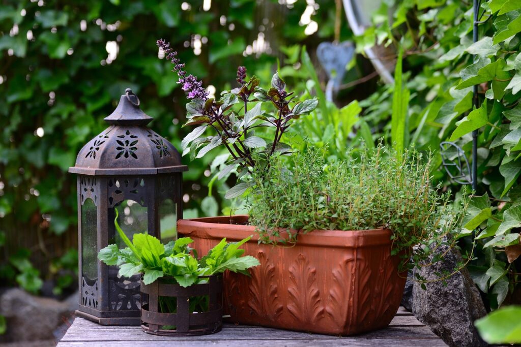 winter gardening herbs