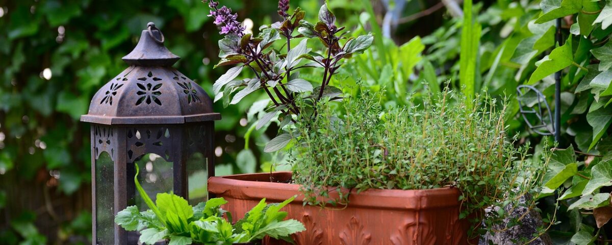 winter gardening herbs The Best Plants to Grow in the Desert Southwest During Winter