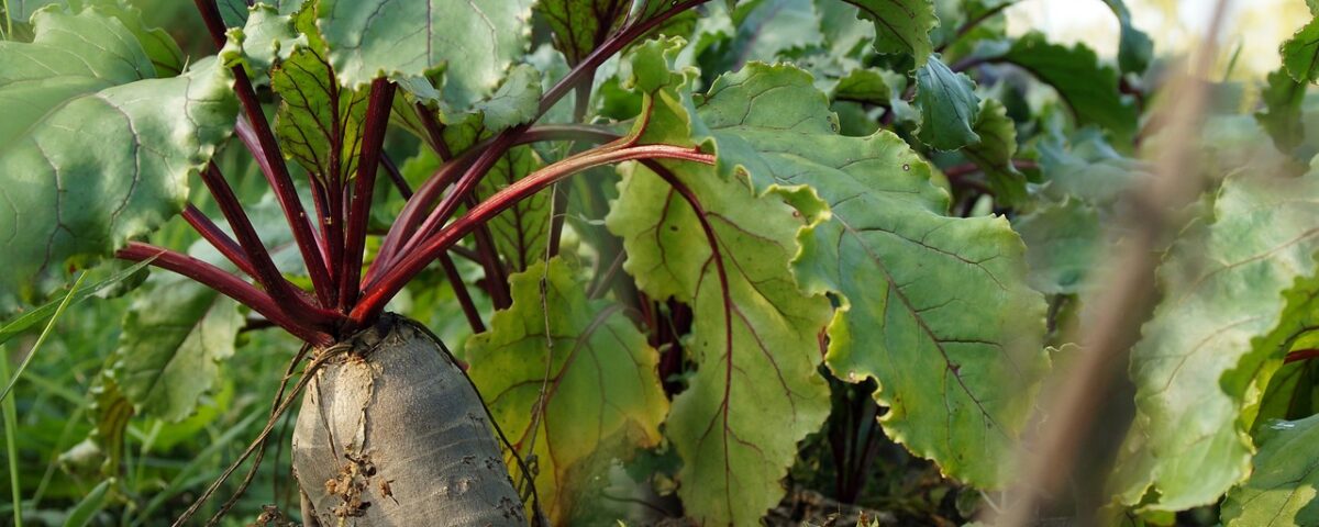 winter gardening beet root