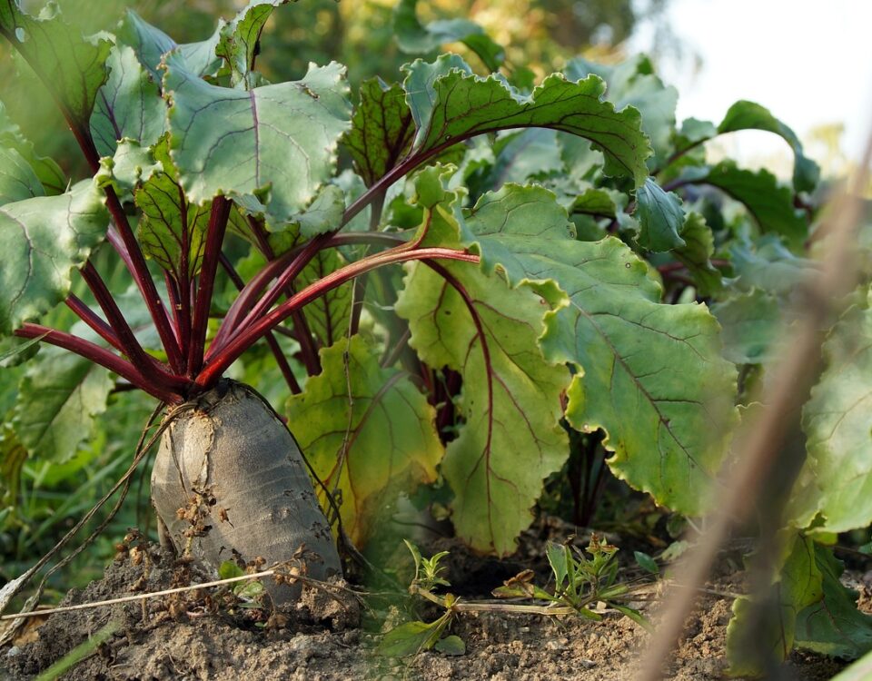 winter gardening beet root