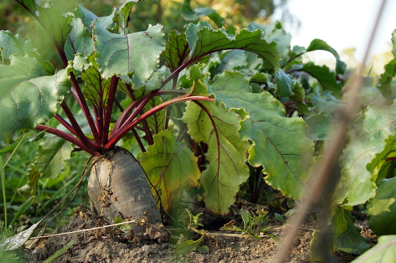 winter gardening beet root