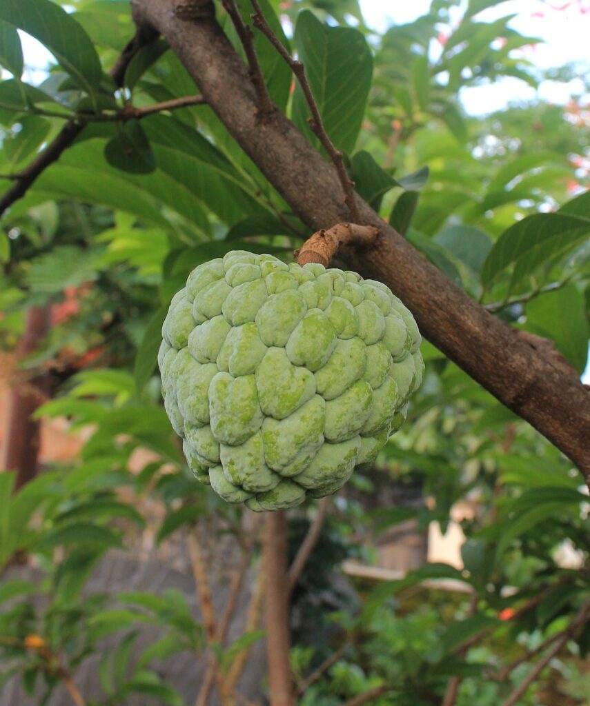 Cherimoya How to Grow Fruit Trees in Arizona