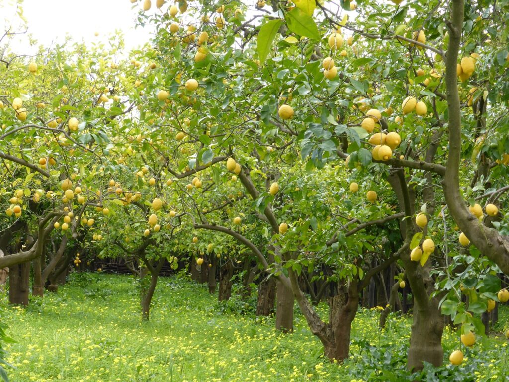 lemon tree grove How to Grow Fruit Trees in Arizona