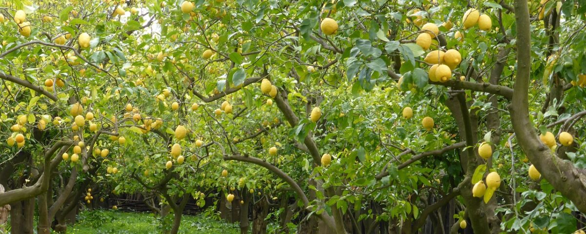 lemon tree grove How to Grow Fruit Trees in Arizona