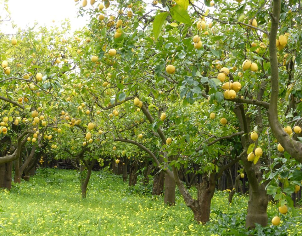 lemon tree grove How to Grow Fruit Trees in Arizona