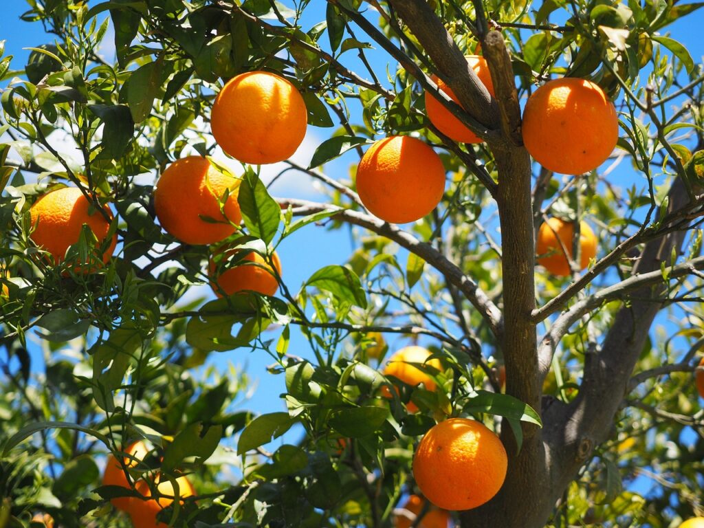 Orange Tree - How to Grow Fruit Trees in Arizona