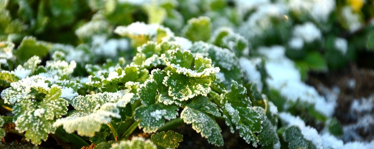 winter gardening herbs in frost