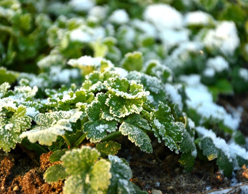 winter gardening herbs in frost