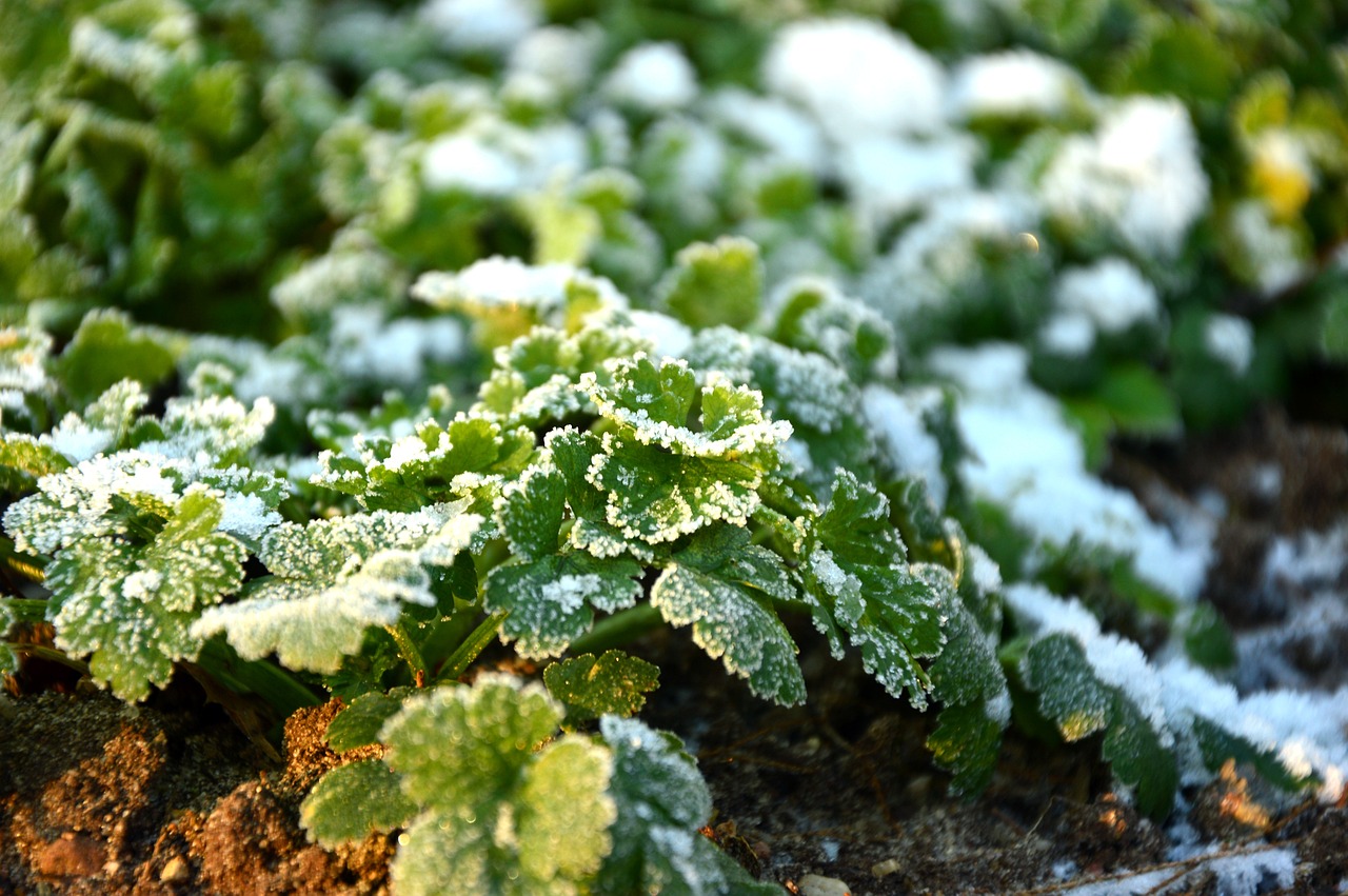 winter gardening herbs in frost