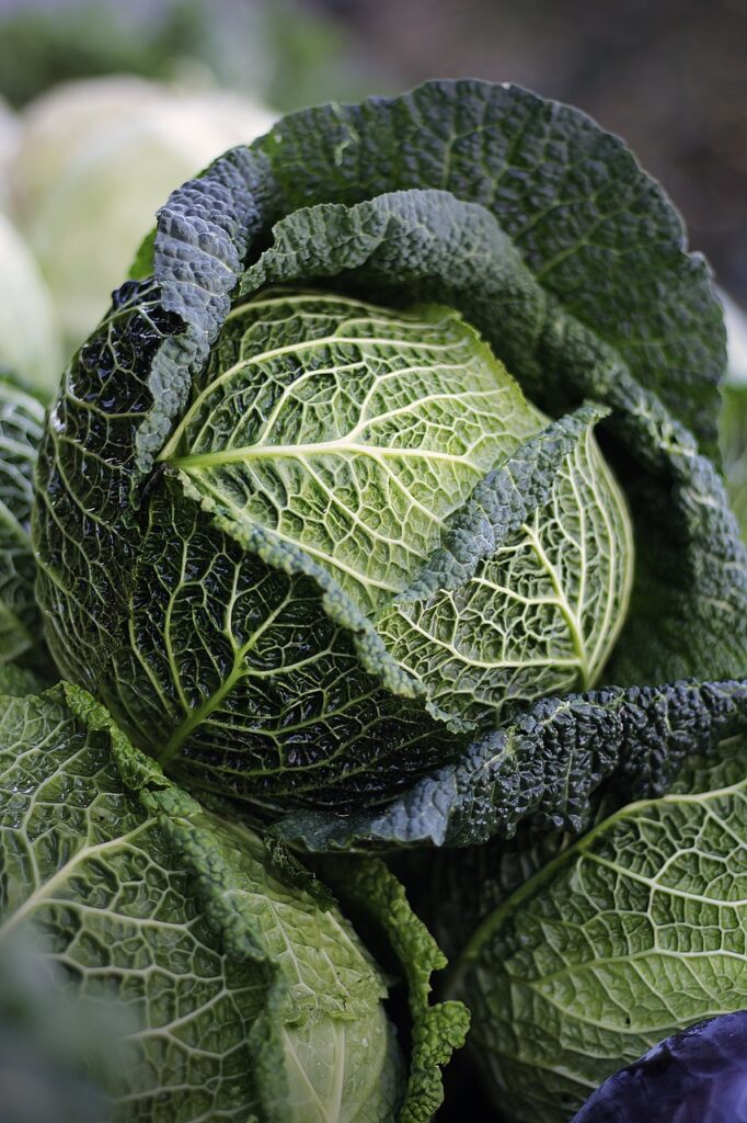 winter gardening savoy cabbage