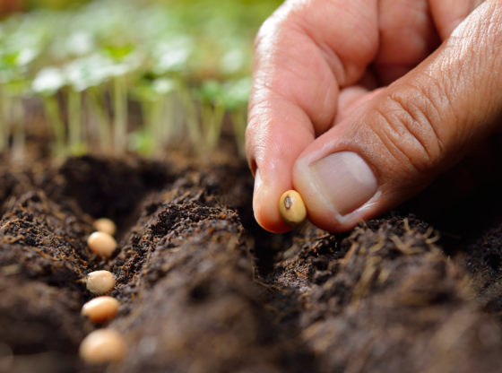 plant a seed in the soil Seed Planting Secrets for the Southwest