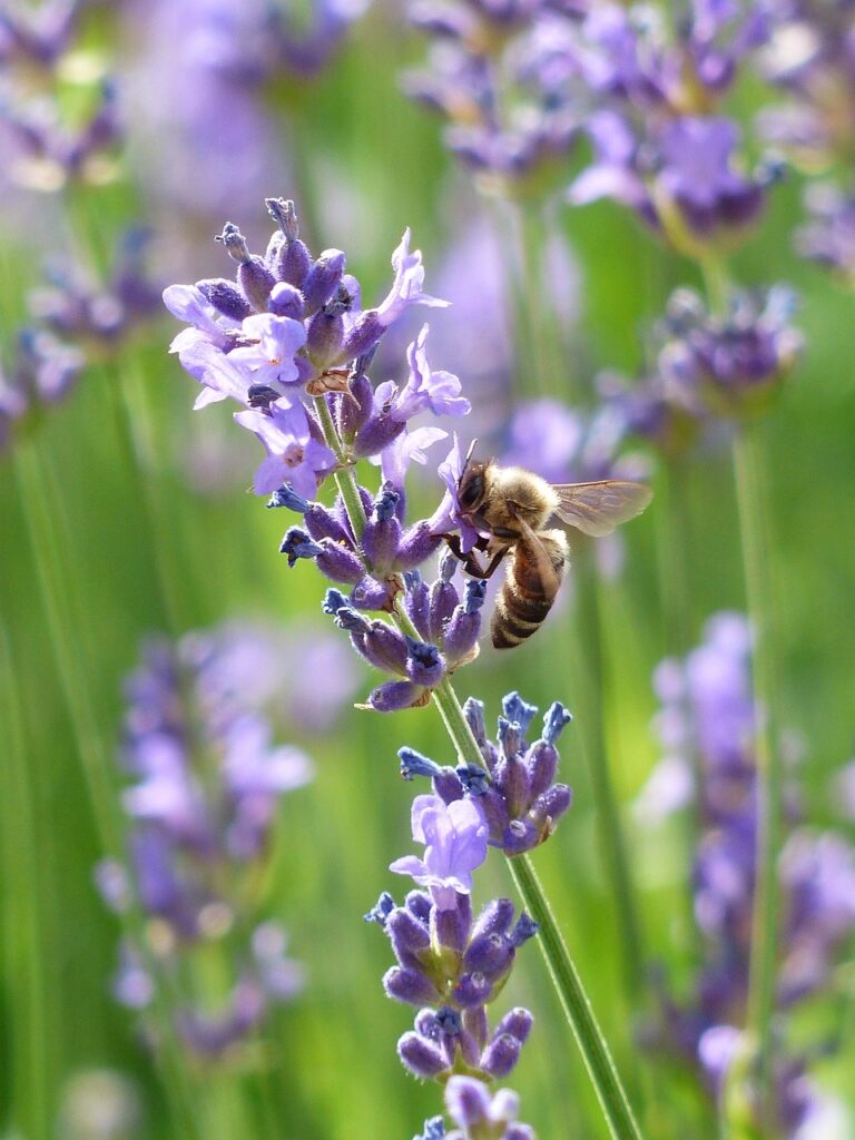 lavender with a bee