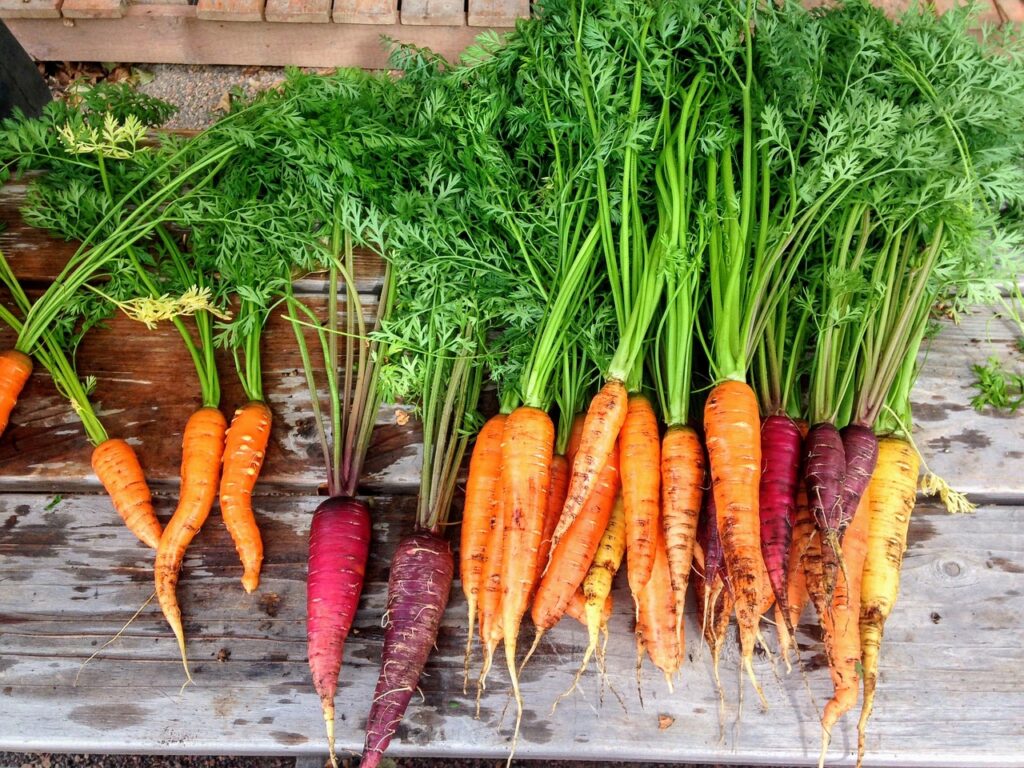 growing carrots in winter varieties