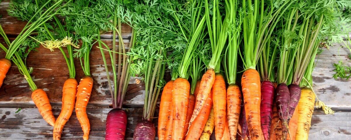 growing carrots in winter varieties