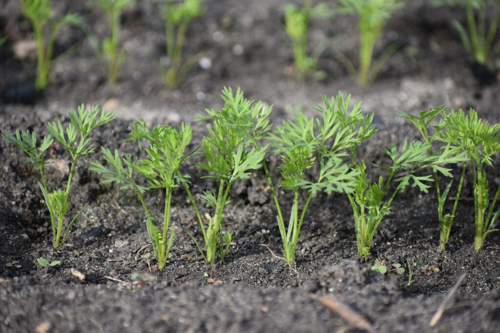 growing carrots in winter seedlings