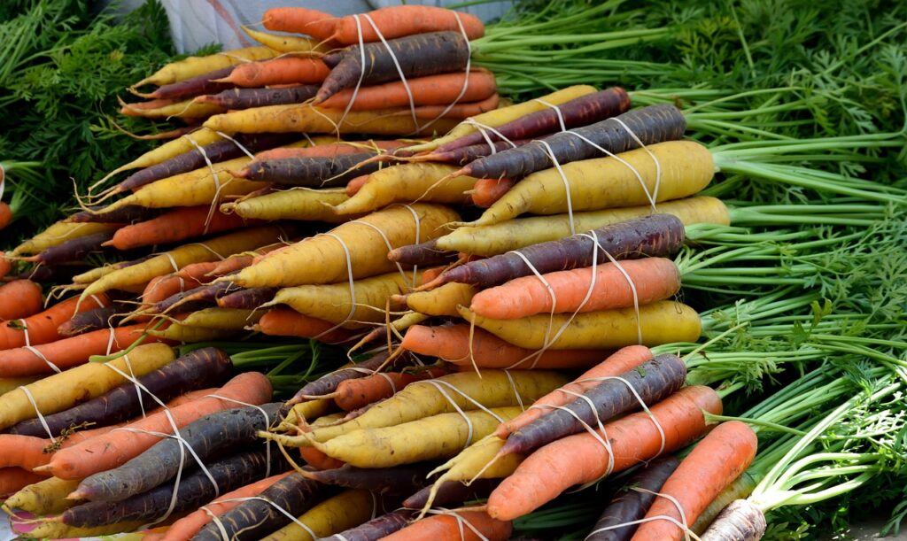 growing carrots in winter harvesting carrots