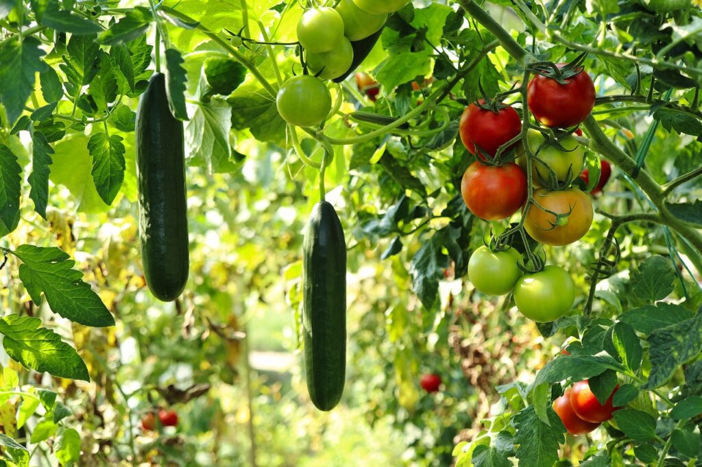 tomato and cucumber plants