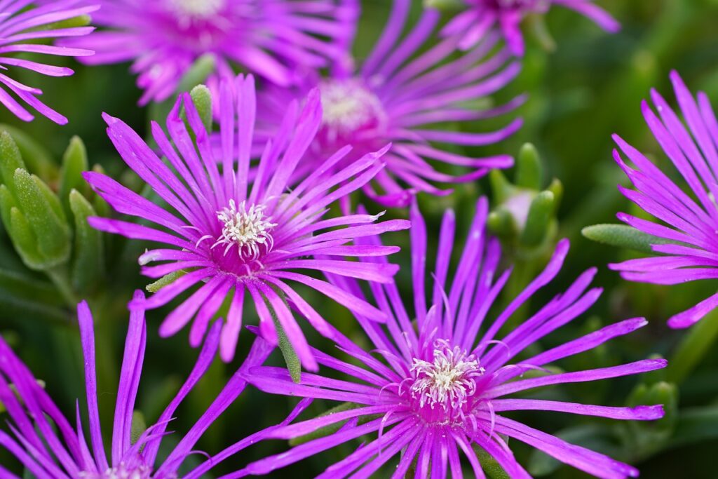 Perennial Herbs and Ground Covers delosperma