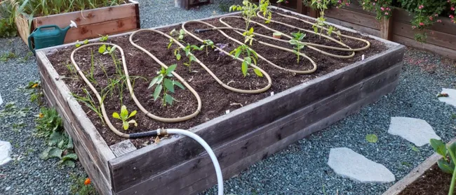 drip irrigation lines in garden