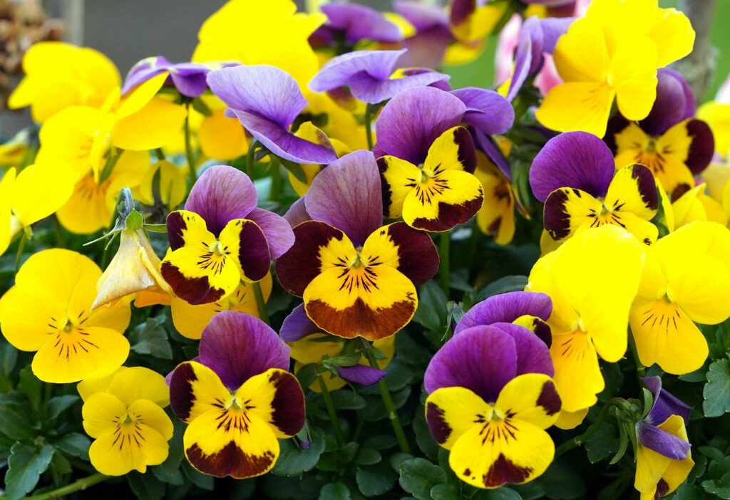 pansies The Best Plants to Grow in the Desert Southwest During Winter