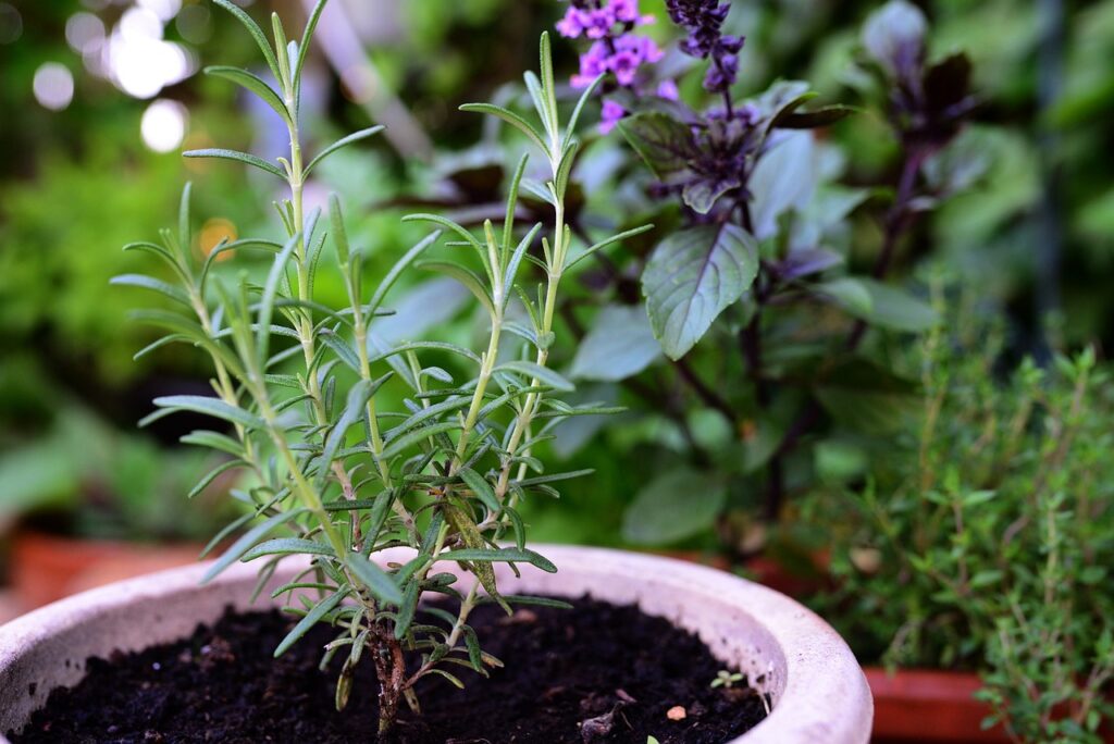 Perennial Herbs and Ground Covers rosemary