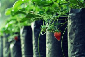 Perennial Herbs and Ground Covers strawberry plants