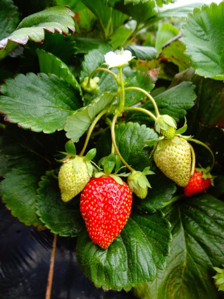 Perennial Herbs and Ground Covers strawberry plant