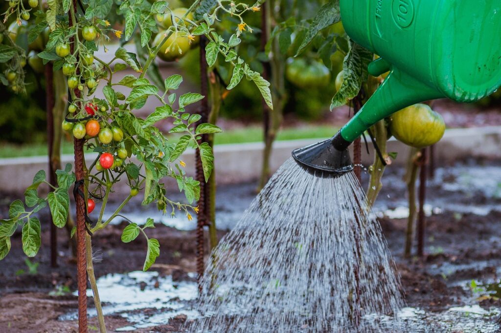 DIY Home Grower Mastery Program hand watering