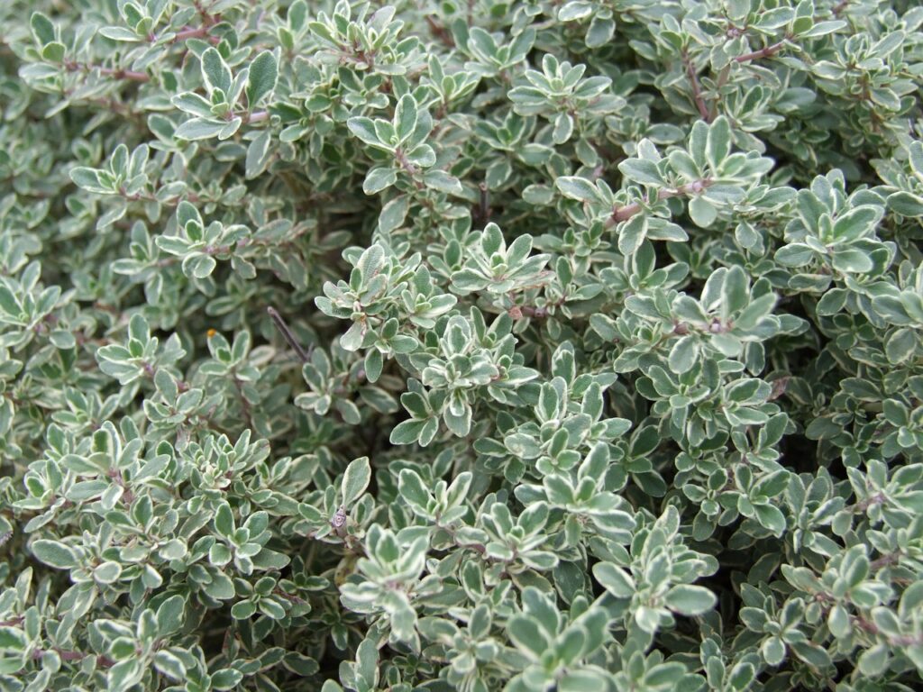 bi-colored thyme plant