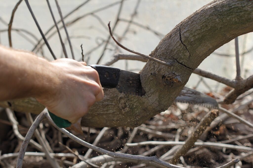 Pruning branch