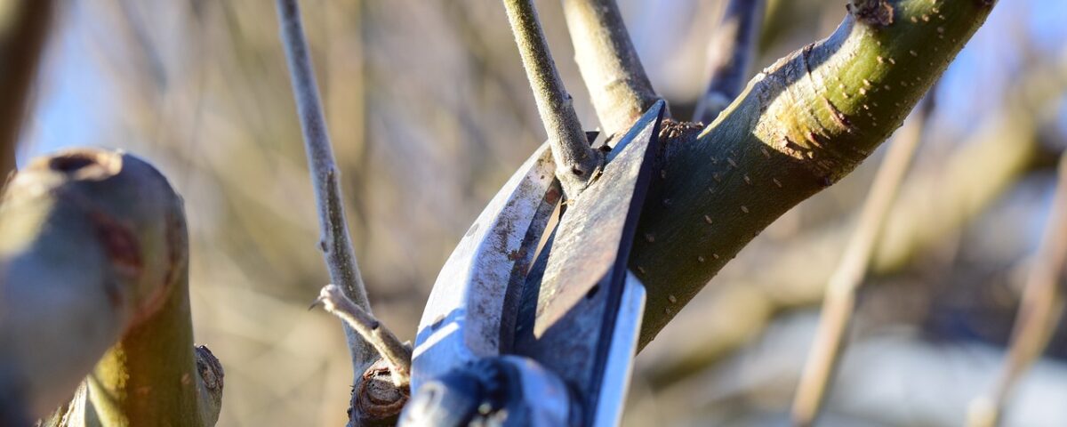 winter pruning branch