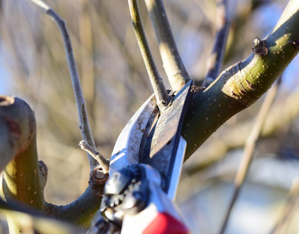 winter pruning branch